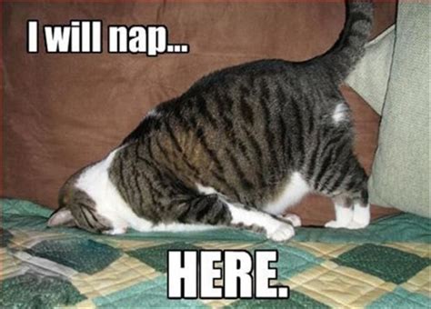 funny catnap|funny catnap pictures.